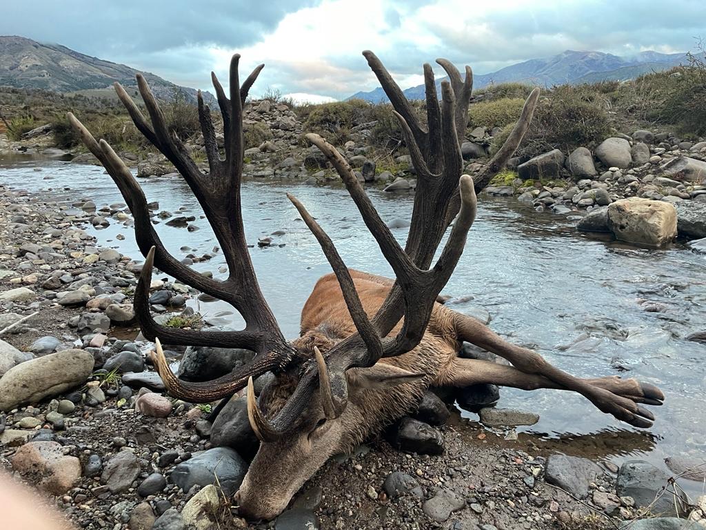 Exceptional dark-antlered red stag resting on a Patagonian river bank