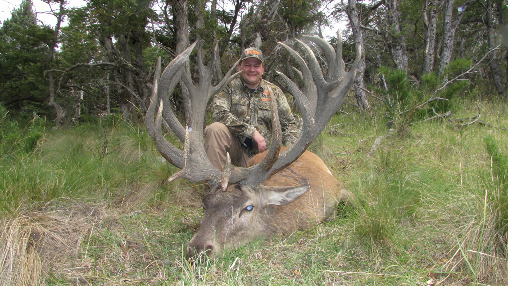 Hunter with a tall-tined red stag in the forest clearing