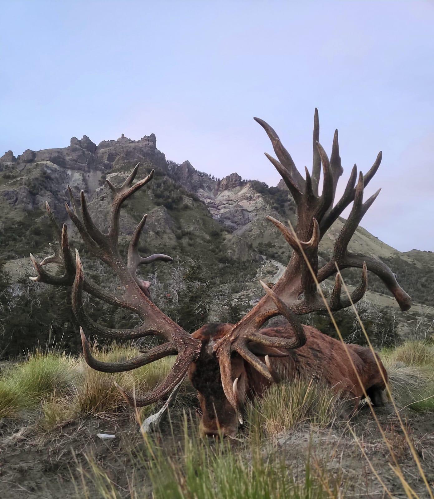 Enormous multi-tined red stag at rest in the grass below a rocky Patagonian peak