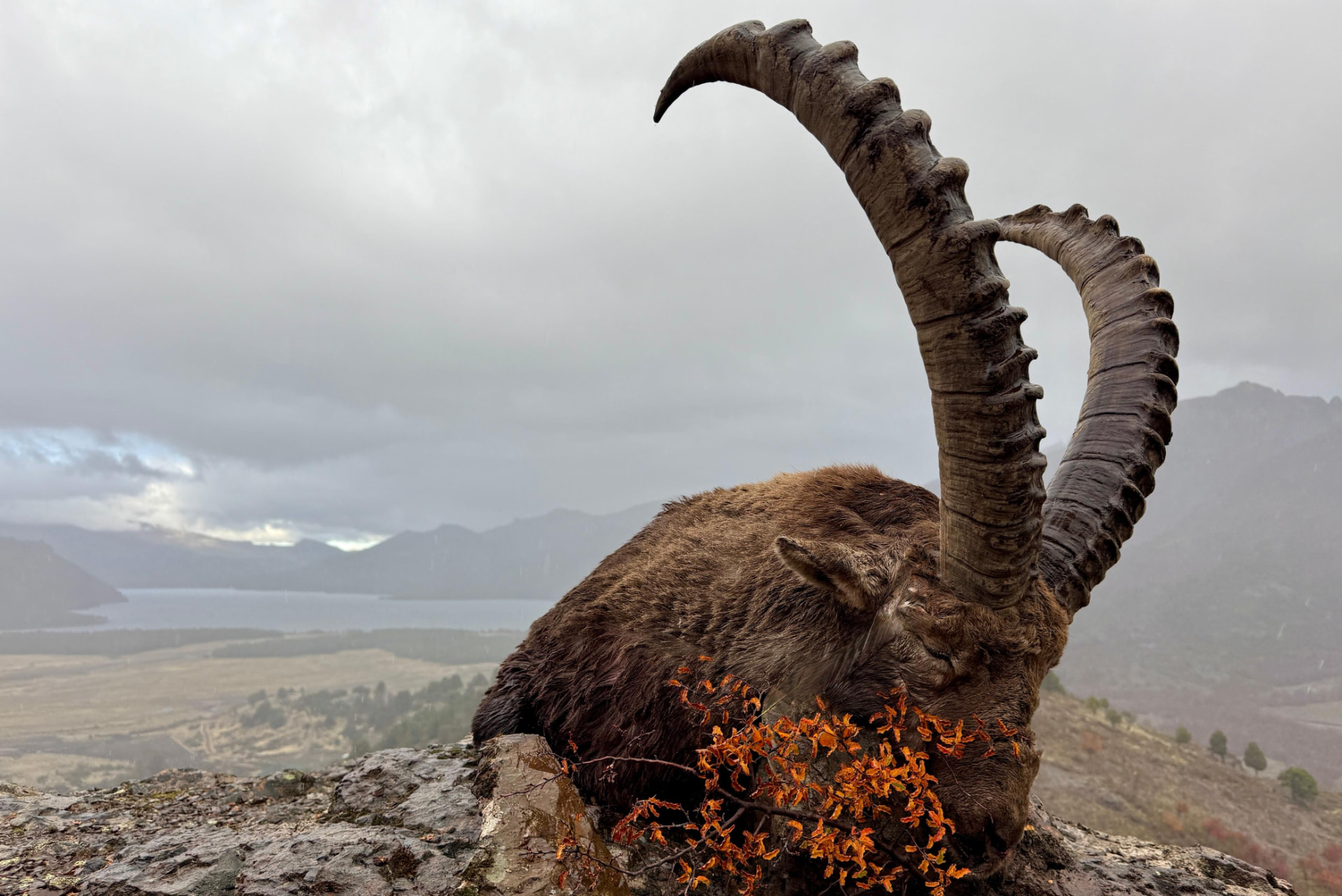 Heavy-horned Alpine ibex billy resting on a rocky outcrop above a Patagonian lake in rain and low cloud