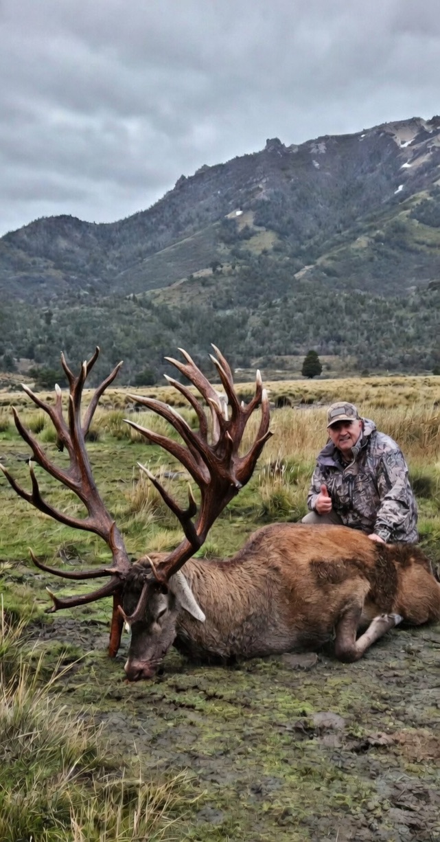 Hunter with a heavy dark-antlered red stag on a green Patagonian meadow