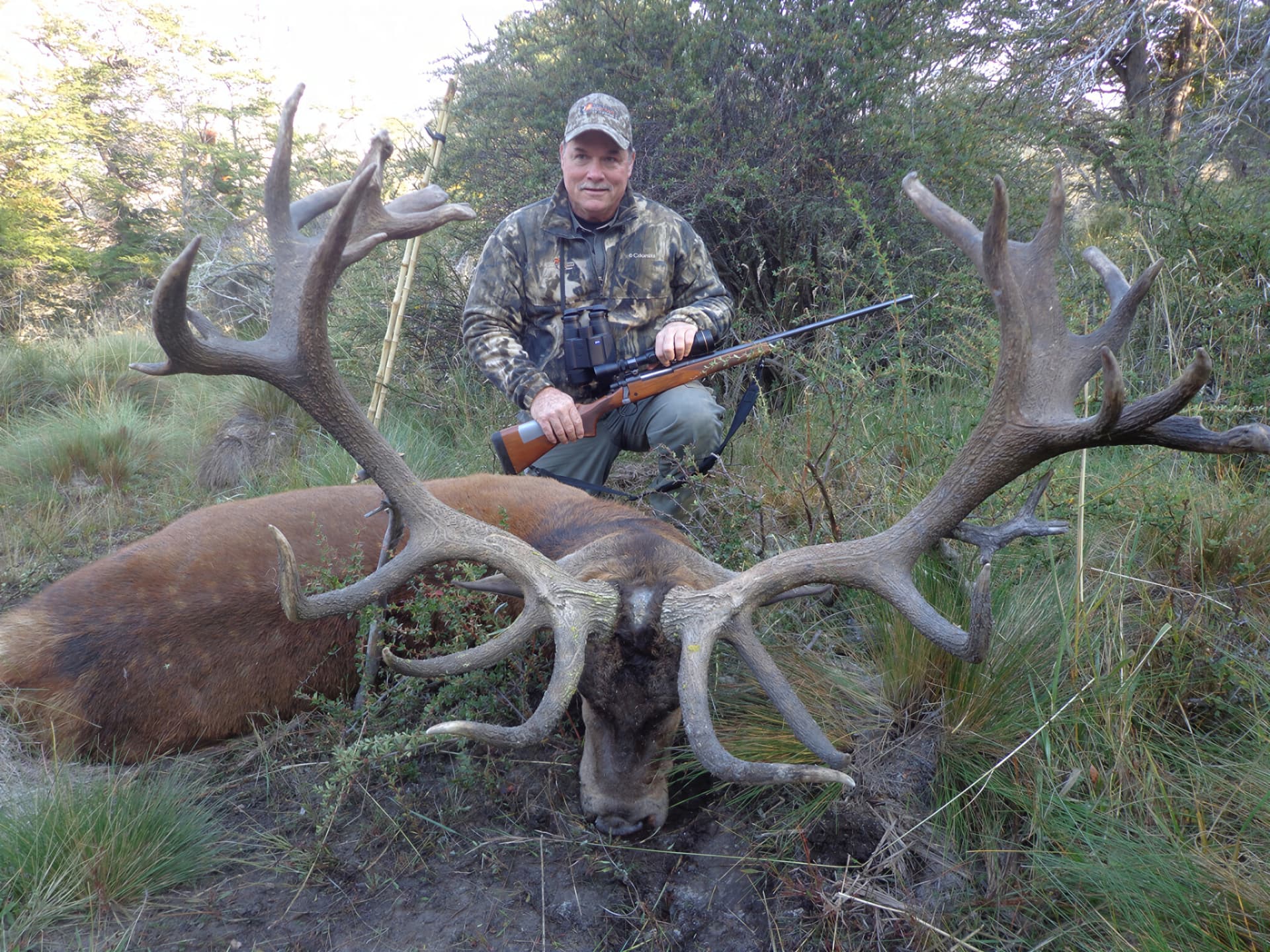 Hunter with rifle behind a heavy red stag in the lenga scrub