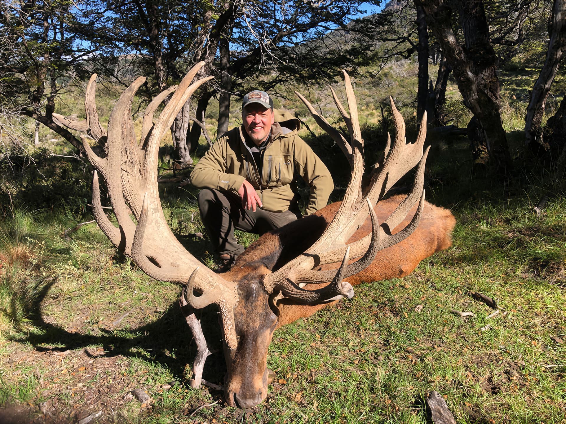 Hunter with a palmated red stag in the lenga forest