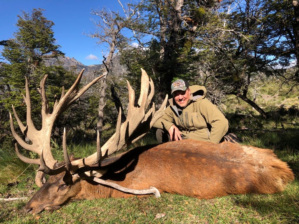 Hunter with a pale, heavy-tined red stag in the lenga forest