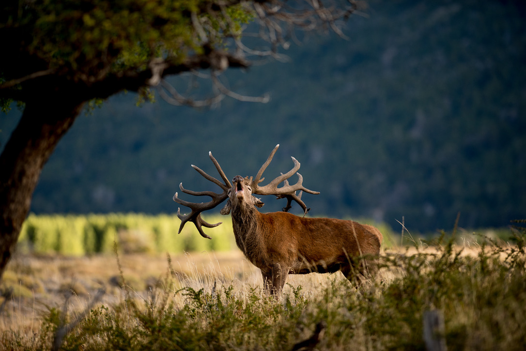Mature Patagonian red stag roaring during the rut beneath an old tree