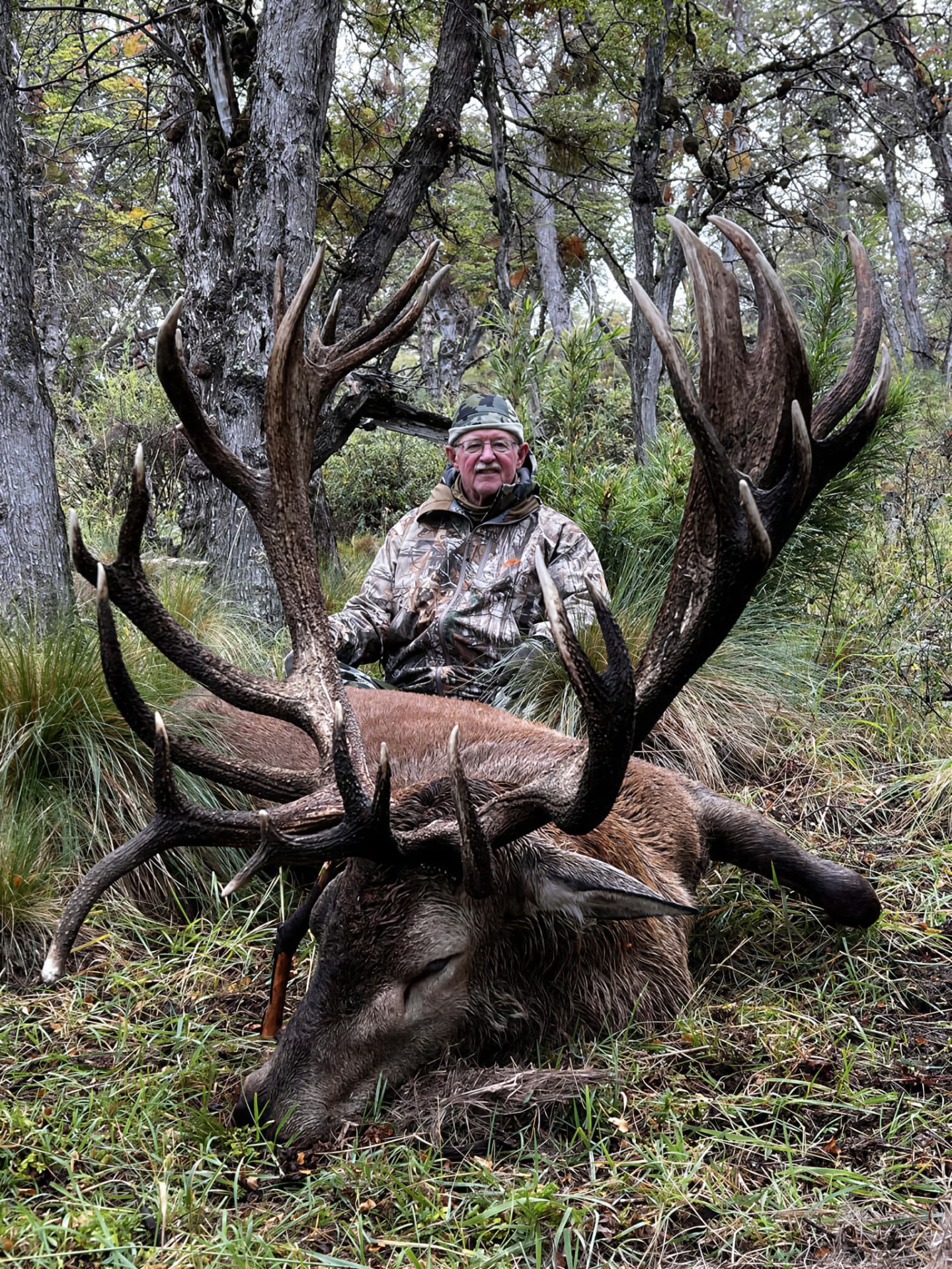Gold-medal red stag with a hunter in the lenga forest