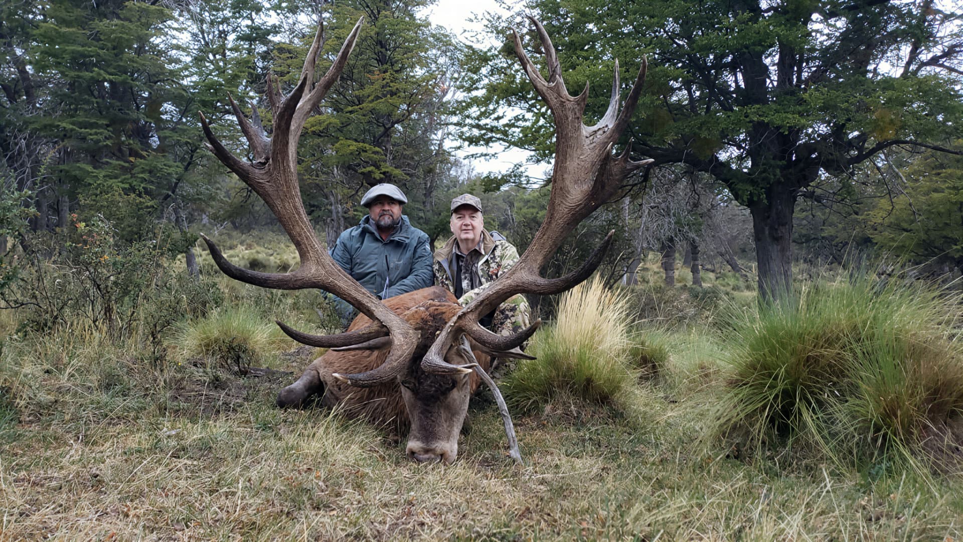 Two hunters with a heavy-beamed red stag in the lenga forest