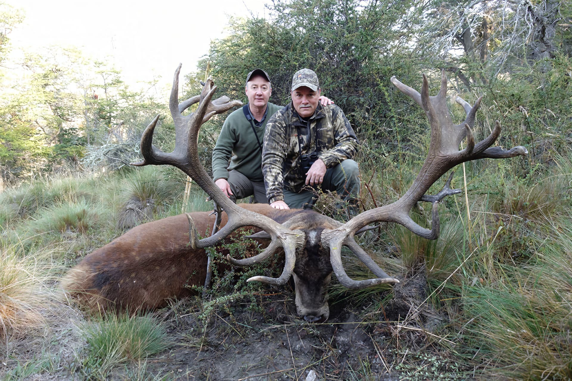Two hunters with a wide dark-antlered red stag in the brush