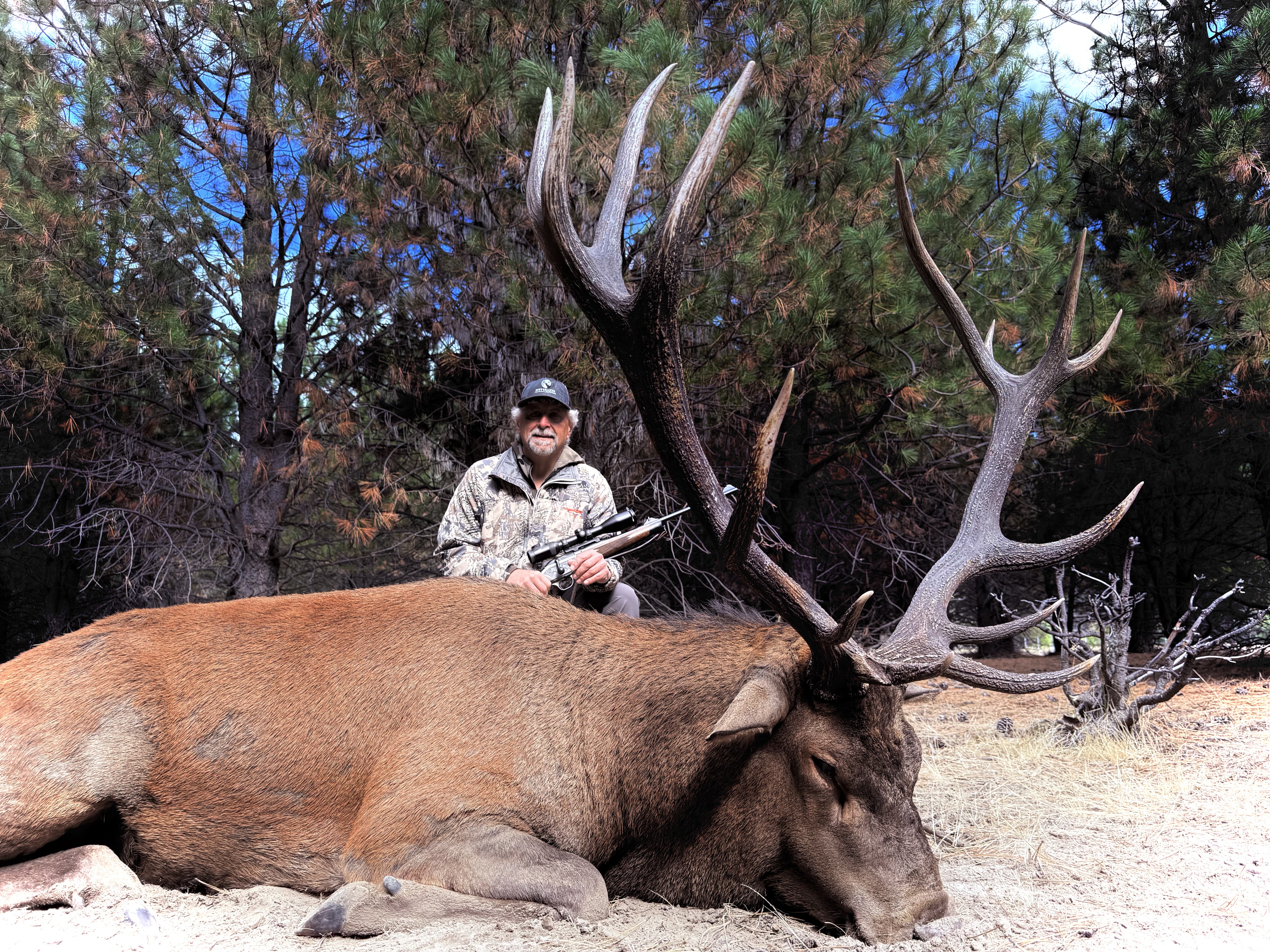 Hunter with rifle behind a heavy-bodied red stag in Patagonian pine timber
