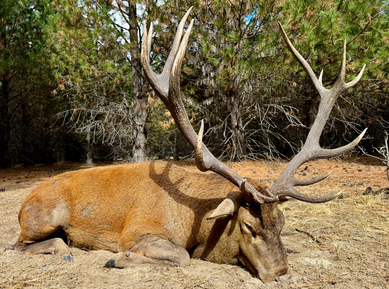Hunter behind a massive palmated red stag in the mountain forest