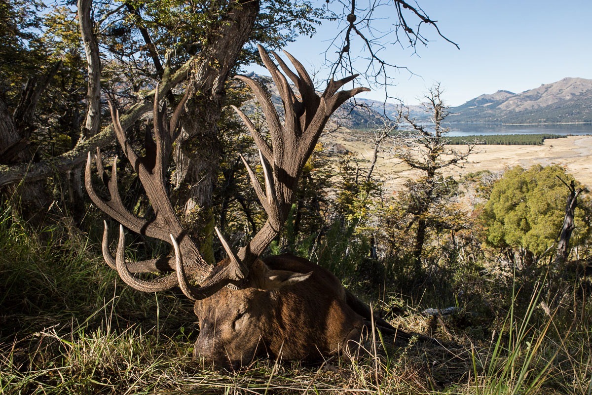 Heavy multi-tined red stag down in the beech timber overlooking a Patagonian lake