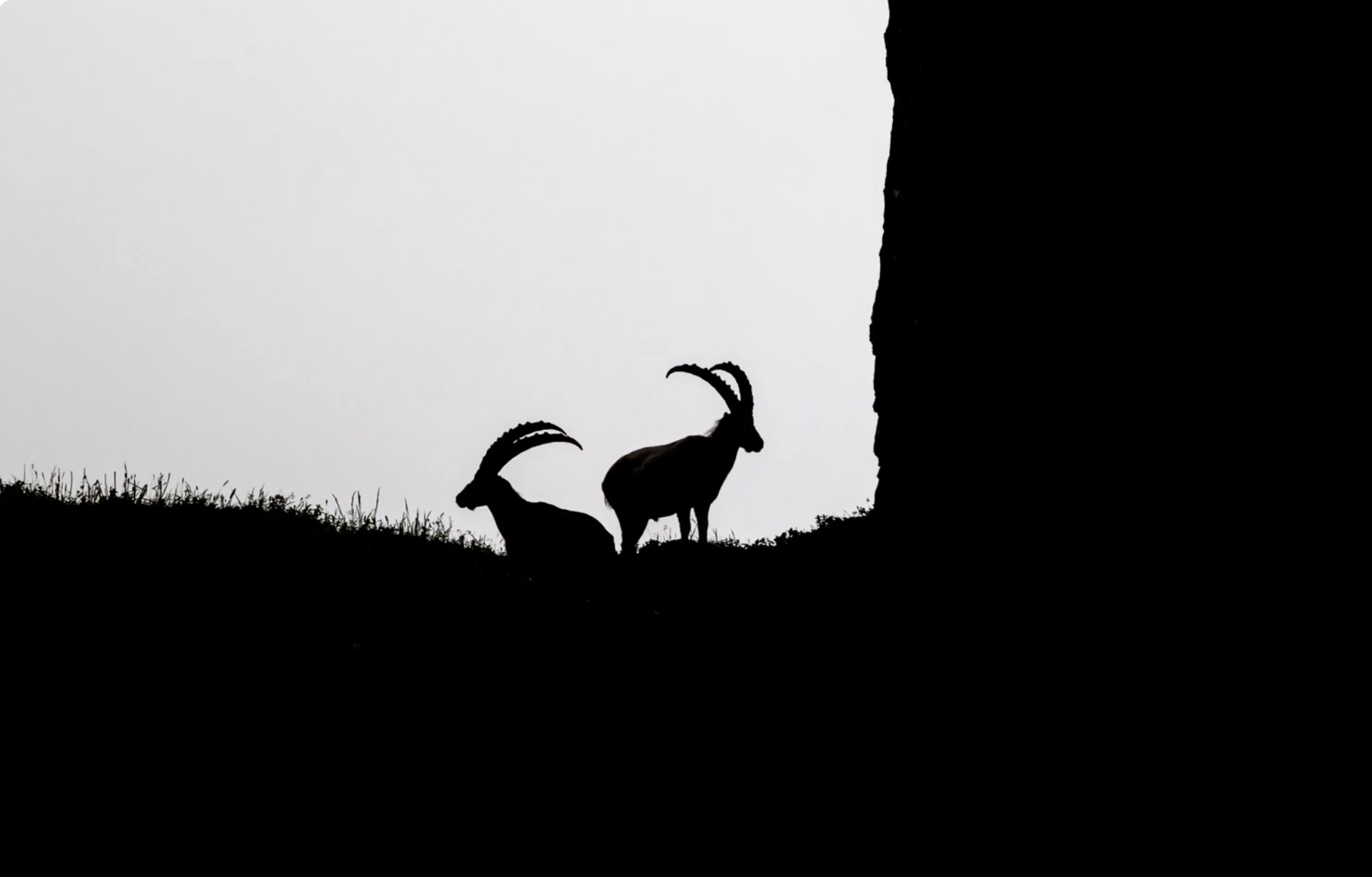 Alpine ibex on a Patagonian mountain ridge