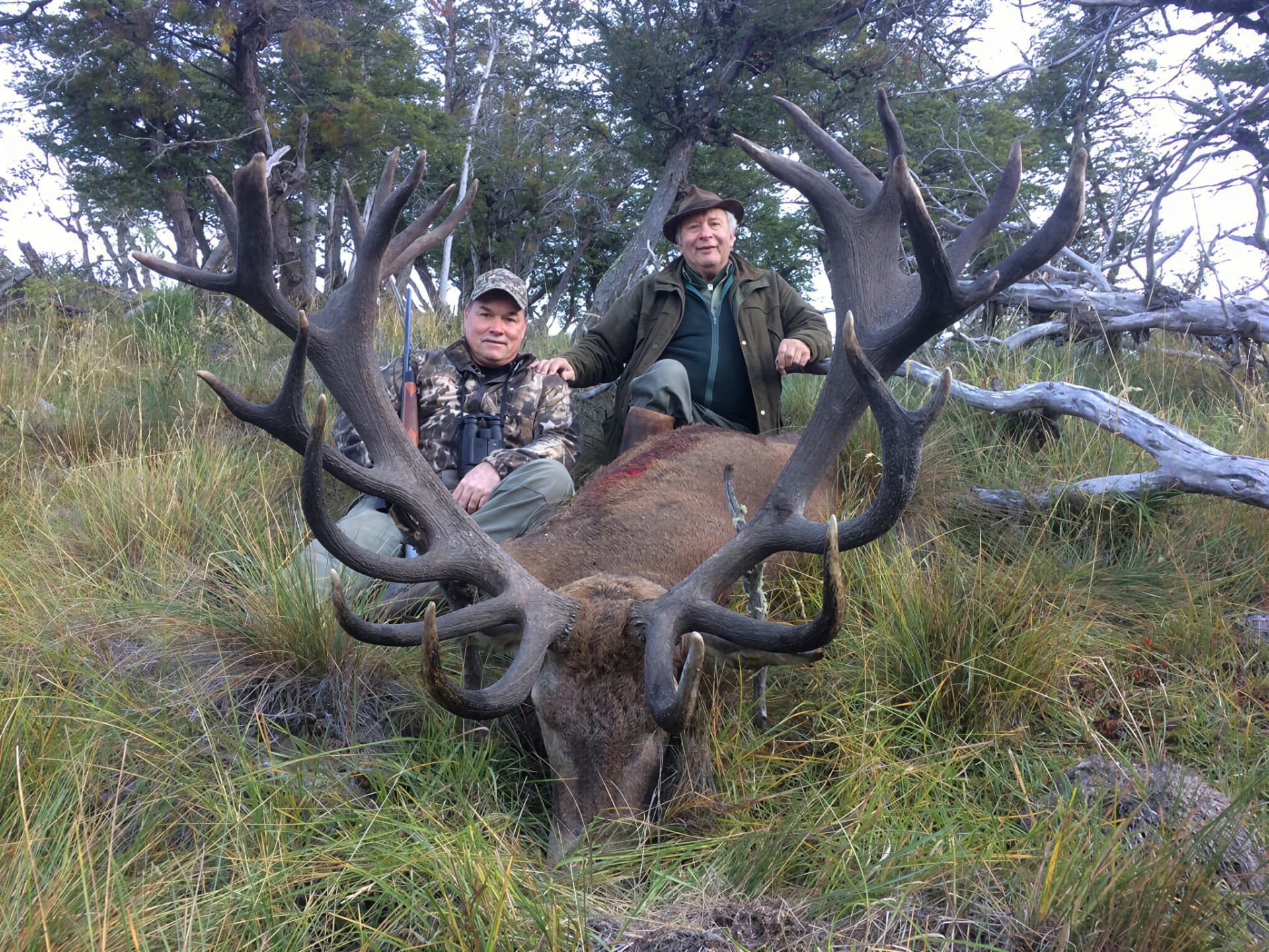 Two hunters with a dark heavy red stag in tussock grass